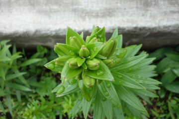Naklejka na ściany i meble 北海道の夏の植物