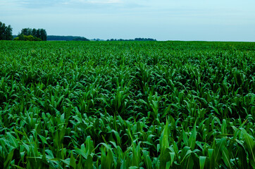 Fototapeta premium A photograph of a corn field from a low altitude. Growing corn for grain