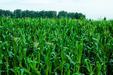 Green field of corn growing on a farm owned by a happy farmer