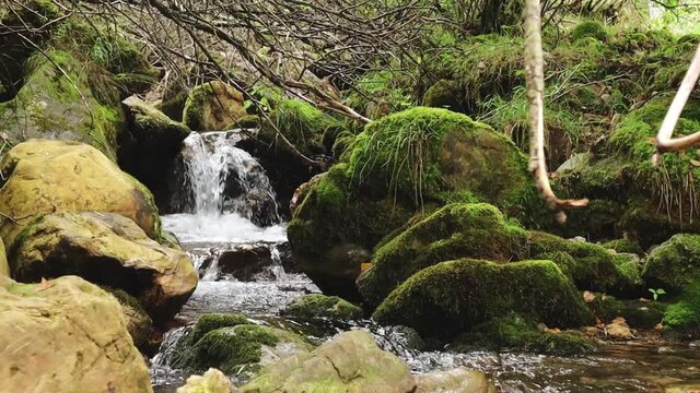 Overgrown Small Natural Waterfall with a Stream River Going Through Moss Overgrown Stones in a Biodiverse Forest. Hiking Trail Landscape, Meditative, Relaxing, Close up