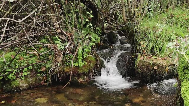 Small Natural Waterfall with a Stream River Going Through Overgrown Stones in a Biodiverse Green Forest. Hiking Trail Landscape Travel, Meditative, Relaxing, Close up