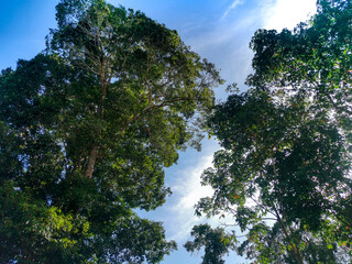 trees and sky