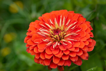Red Dahlia flower close up