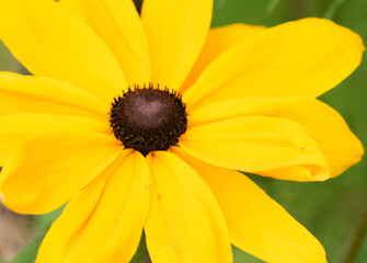 Rudbeckia flowers
