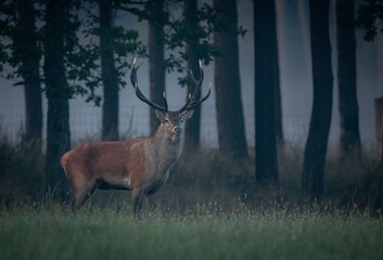 Jeleń deer © Sporywildlife