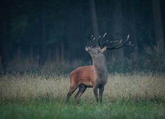 Jeleń Deer © Sporywildlife