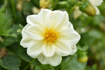Dahlia flower growing in the garden