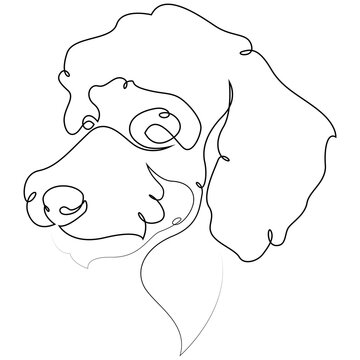 Poodle vector Dog portrait. Continuous line. Dog line drawing