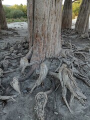 roots of a tree in the forest