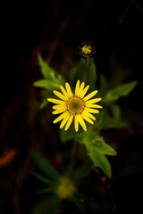 its a yellow flower with dark background and green leaves 