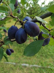 plums on a tree
