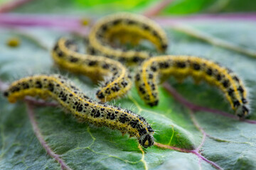Caterpillars of the Pieris brassicae (Large White Butterfly, cabbage butterfly, cabbage white, cabbage moth), feeding on a cabbage leaf