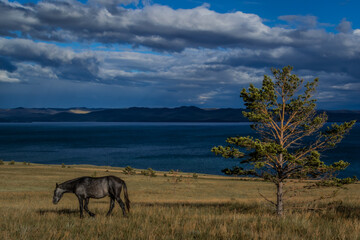 Fototapeta na wymiar dark brown horse goes on the grass near tree, blue lake baikal, in the light of sunset, against the background of mountains and clouds