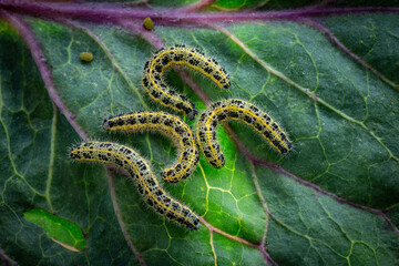 Caterpillars of the Pieris brassicae (Large White Butterfly, cabbage butterfly, cabbage white,...