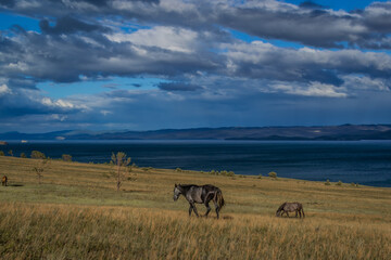 gray brown horses walk on the yellow grass, blue lake baikal, in the light of sunset, against the background of mountains and clouds