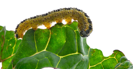 Caterpillars of the Pieris brassicae (Large White Butterfly, cabbage butterfly, cabbage white, cabbage moth), feeding on a cabbage leaf