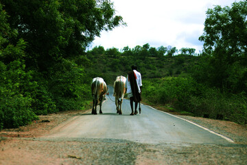 a farmer is going for farming on a road with his cows and cattle with trees both the sides