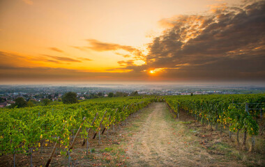 Naklejka premium Sonnenaufgang in den Weinbergen von Barr und Mittelbergheim im Elsass