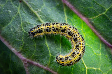 Caterpillars of the Pieris brassicae (Large White Butterfly, cabbage butterfly, cabbage white, cabbage moth), feeding on a cabbage leaf