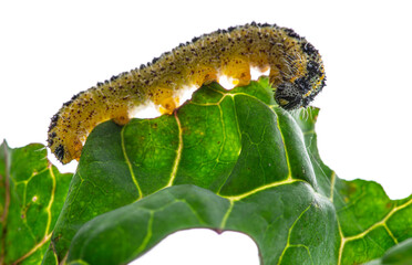 Caterpillar of the Pieris brassicae (Large White Butterfly, cabbage butterfly, cabbage white, cabbage moth), feeding on a cabbage leaf