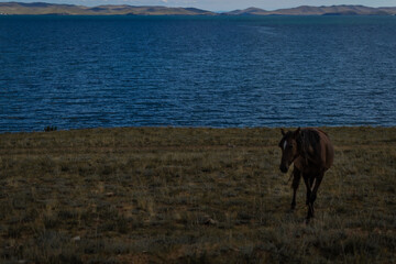 dark brown horse graze on grass coast, against the background of blue lake baikal, mountains and...