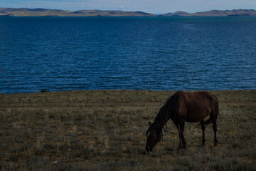bay brown horse graze on grass coast, against the background of blue lake baikal, mountains and...