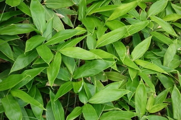 Naklejka premium 北海道の夏の植物