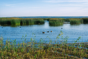 Typical nature of Belarus. Lake Dryvyaty. Belarus