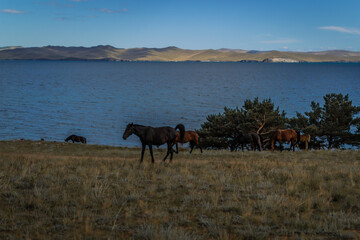 brown orange horses and red foal run on grass coast, against the background of blue lake baikal,...