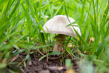 mushrooms in the grass