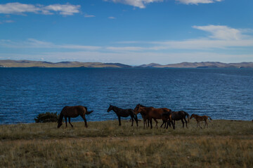 Fototapeta na wymiar herd bay brown horses and red foal run on grass coast, against the background of blue lake baikal, mountains on horizon
