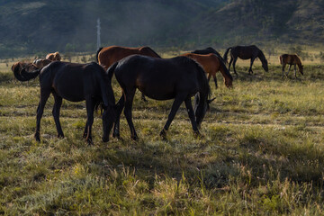 Fototapeta na wymiar herd of brown red horses graze on grass in the light of sun, against the background of baikal mountains