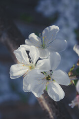Sour Cherry blossom