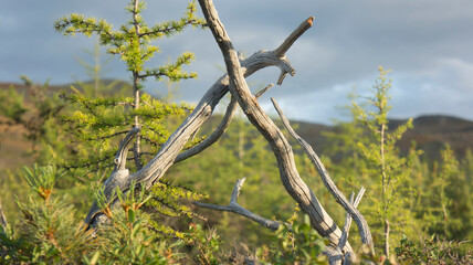 wire fence in field