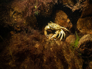 A closeup picture of a crab in a beautiful marine environment. Picture from Oresund, Malmo in southern Sweden.