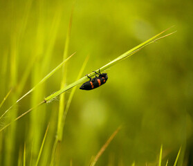 its a red insect sitting on a green grass in morning sunlight