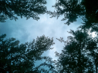 trees and sky