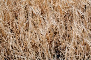 Wheat field. Ears of golden wheat close up. Background of ripening ears of meadow wheat field. Rich harvest