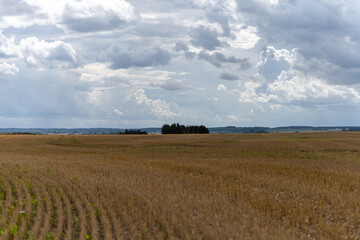 Obraz premium Stubble in a newly harvested wheat field. Shallow depth of field