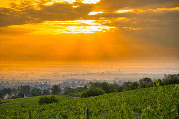 WEinberge oberhalb von Barr im Elsass am frühen Morgen