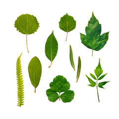 Set of green leaves isolated on white. Collection of nature forest plants