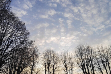alberi e cielo nuvoloso