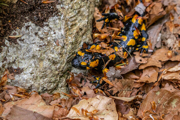 fire salamander covered in leaves, close up