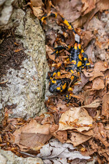 fire salamander covered in leaves