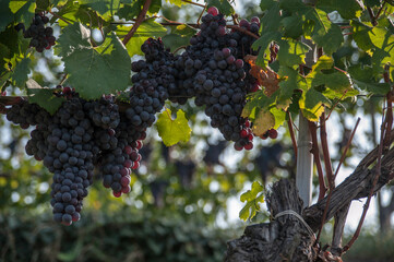 grappoli d'uva