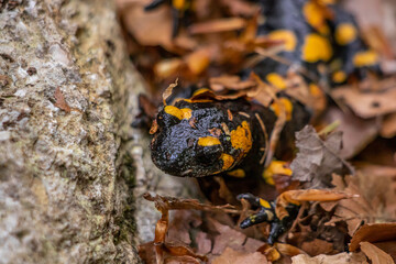 Fire salamander crawling through leaves, close up