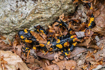 Fire salamander crawling through leaves