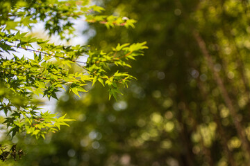 夏の風物詩三井寺の風鈴