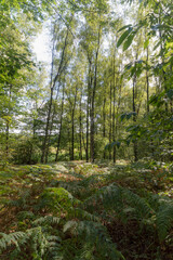 Obraz premium The forrest at Berg en Dal, The Netherlands