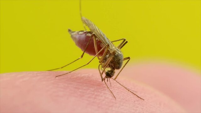 Macro Video of Dangerous Malaria Infected Culex Mosquito Sucking Blood, Leishmaniasis, Encephalitis, Yellow Fever, Dengue Disease, Zika, EEE Virus Parasite Insect Bite